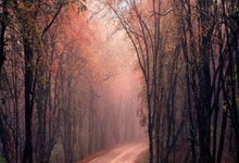 黄蜂队主帅透露对阵猛龙的防守策略